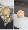 BISCOFF CHEESECAKE CAKE POPS:

"Biscoff cheesecake cake pops - 4 pack"
"Handmade Biscoff cake pops on sticks